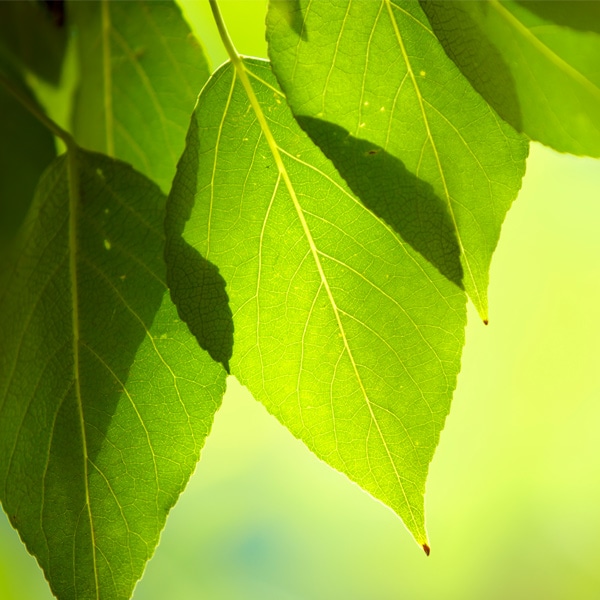 Responsabilidad Ambiental